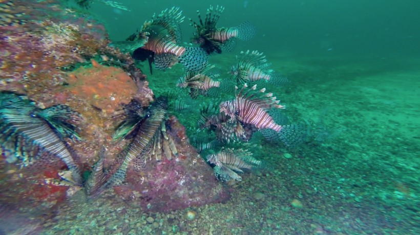 Invasion of the Lionfish